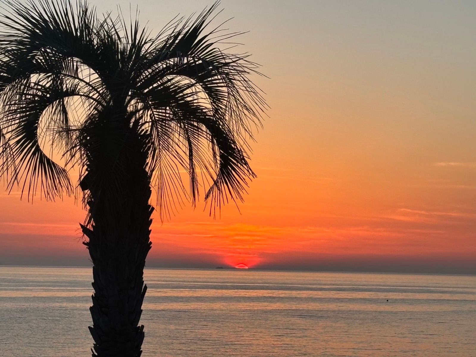 夕暮れの海とヤシの木のシルエット